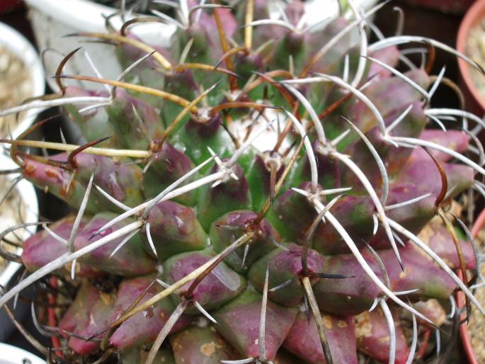 Mammillaria