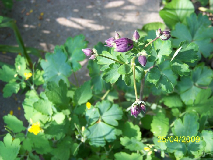 100_1174 - Primavara in curte  Timisoara