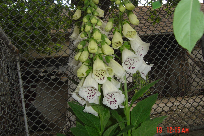 clopotel alb - florile mele in 2009