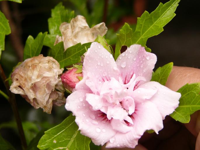 hibiscus siriacus