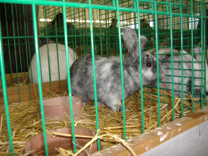 Nitra 06.12.2008 075