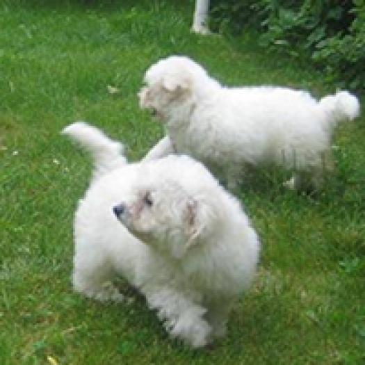 bichon-cu-par-cret-001