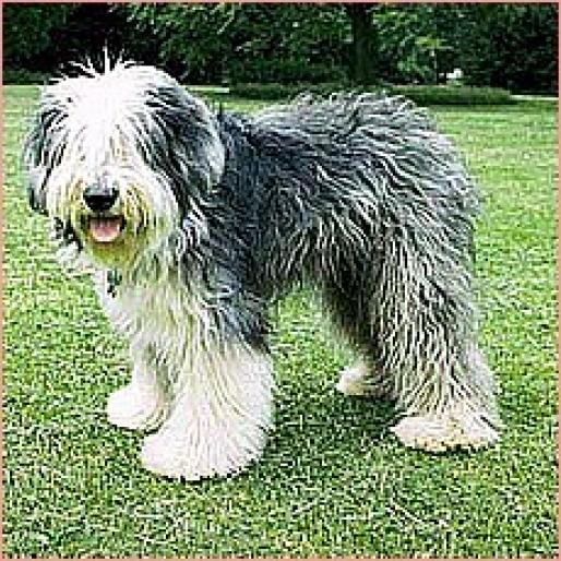 BOBTAIL - RASE CAINI