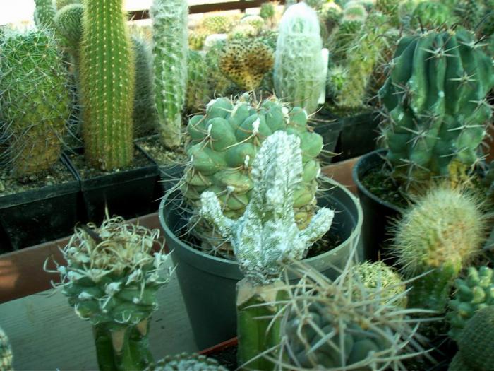 Rajko (36) - Cactusi