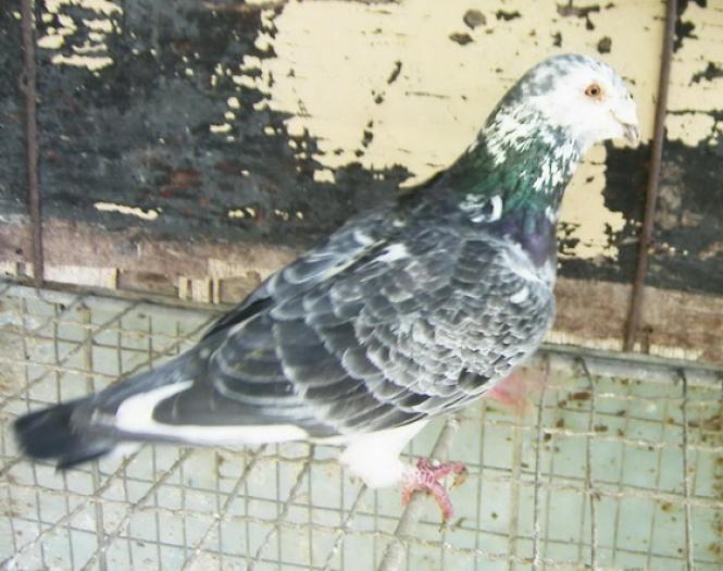 grizzle classic(sur)(Standard homer)