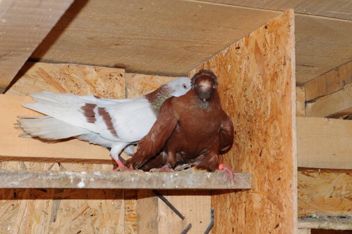 DSC_9896 - jucatori dublumotati calarasi 2008