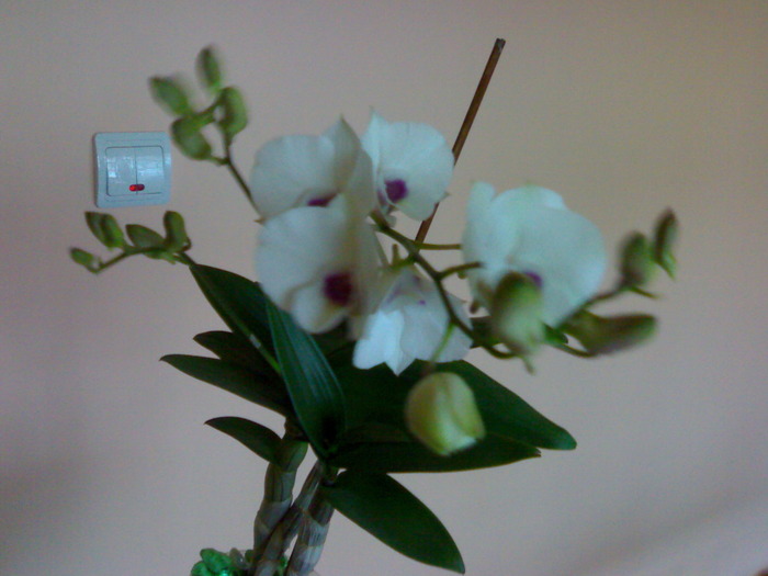 Den phalaenopsis alb cu labelum mov - Dendrobium phalaenopsis 2009