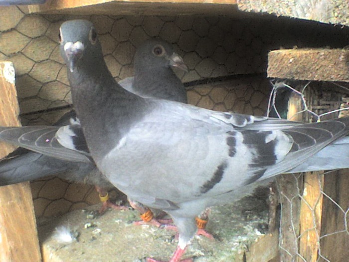 DSC03616 - E pui2009