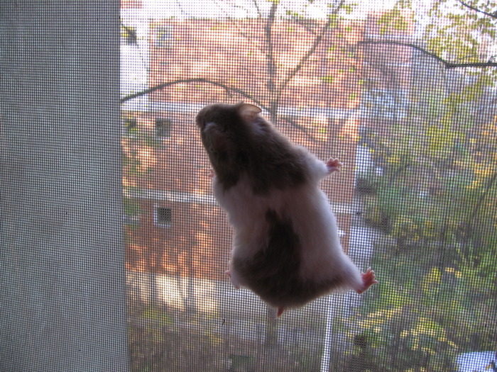 spuf se catara pe plasa de la geam - hamsterul meu