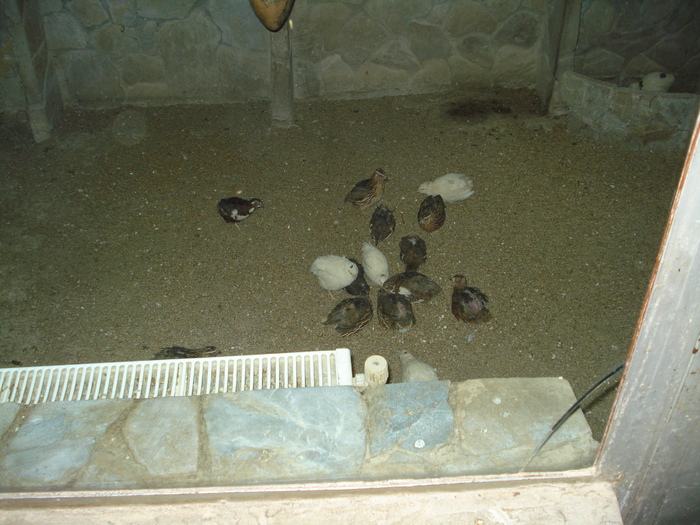 Picture 023 - zoo targoviste