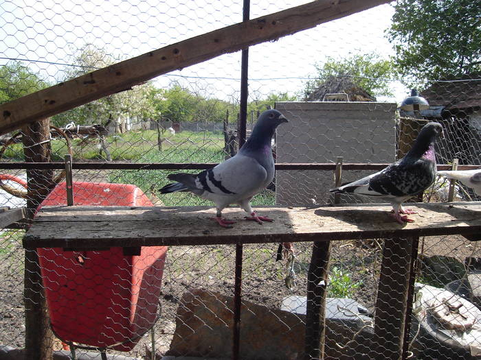 170 - E Porumbei Voiajor Standard Vechi