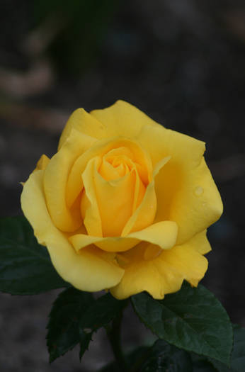 Golden delight - garden 2009