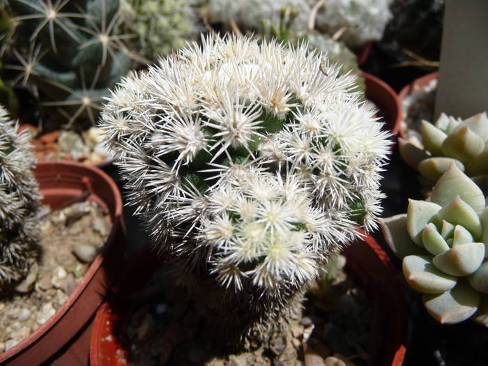 P1040102 - Cactusi