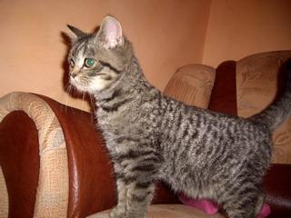 British Shorthair - Pisici British Shortair