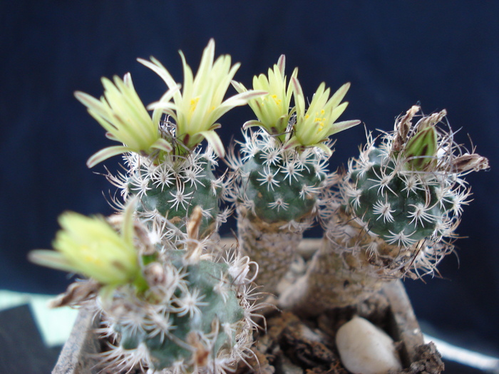 Turbinicarpus - Cactusi