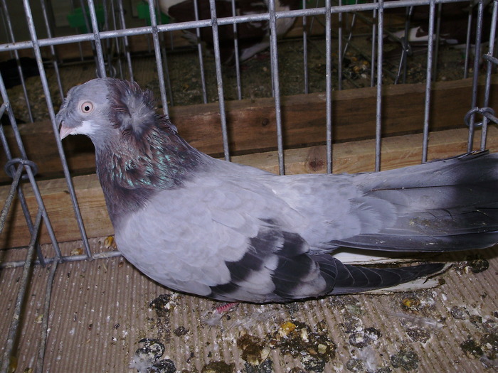12206 russen tlb albastru 0 - 1507 partea 7b