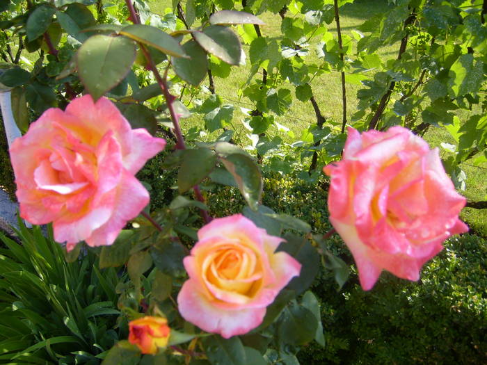 trandafiri faini - Acasa 2009