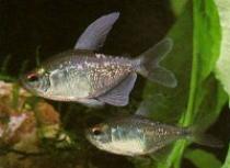 Moenkhausia%20pittieri