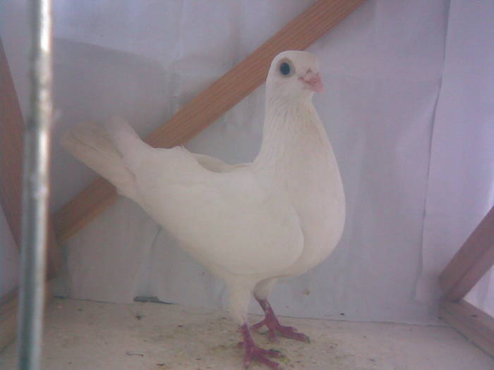 Data la Adi an Cluj - D- Porumbei JUCATORI DE GALATI VANDUTI Album 1