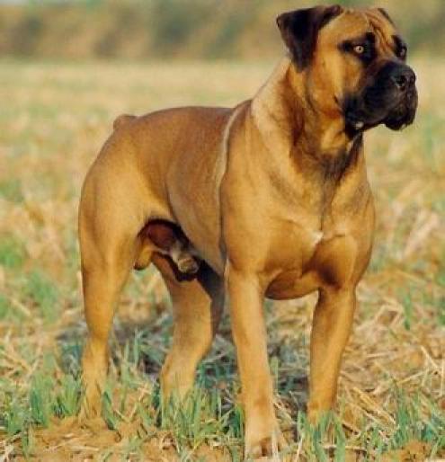 BOERBOEL - RASE CAINI