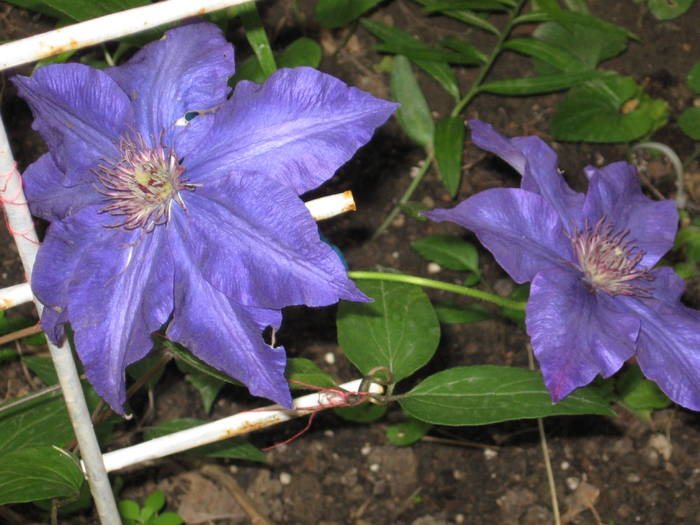 clematis The President