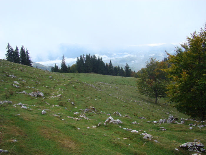 DSC04524 - Valea Crapaturii - Piatra Craiului