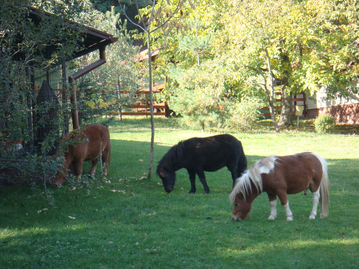 Ponei pascand in curte - Animale si Pasari de Ornament