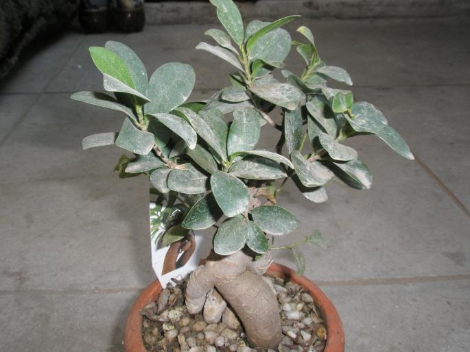 Ficus retusa mic - plante cu caudex