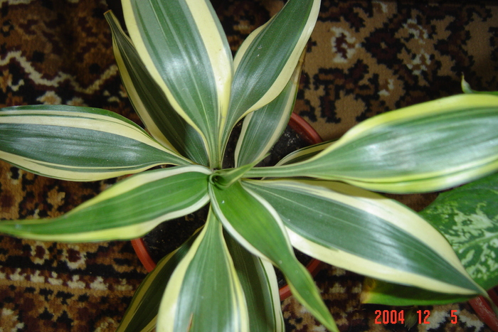 dracaena
