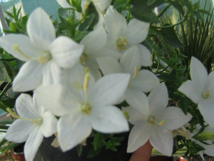 campanula