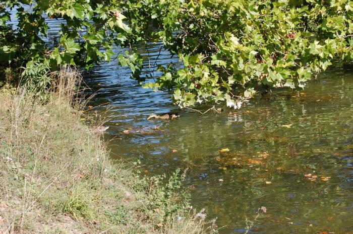 DSC_0236_resize - Bois de coulogne