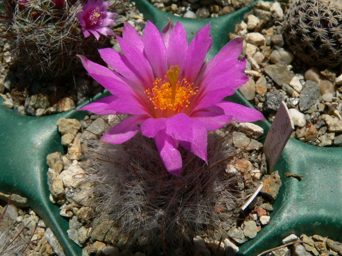 mammillaria_guelzowiana (1)