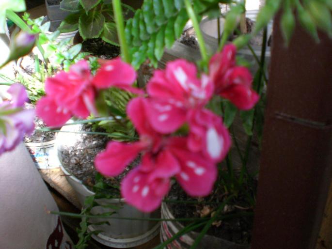 CIMG0069 - w 2007 florile mele
