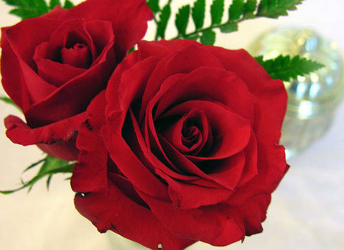 Trandafir (12) - Floare Dragostei