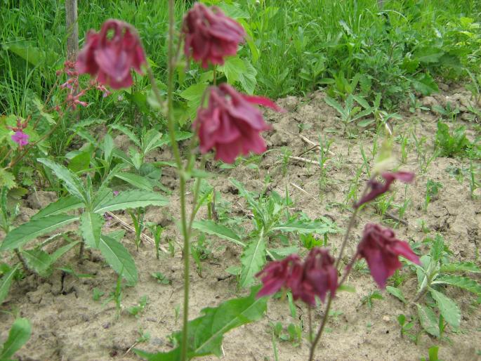 Caldaruse - flori gradina