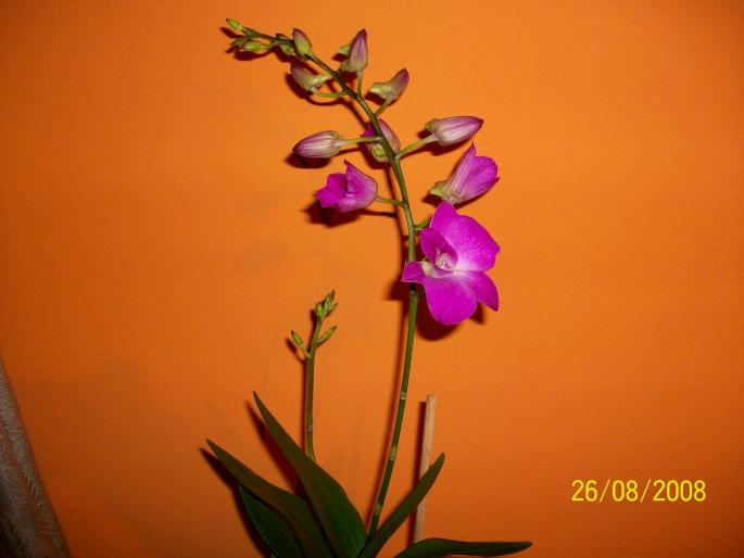 100_0259 - orhidee