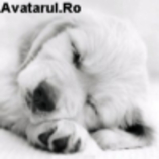 avatar_1 - club animale