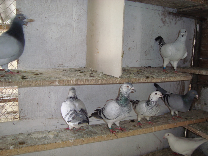 DSC09060 - voiajori standard poze 2009