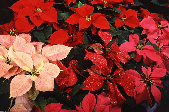 Poinsettia - Poinsettia