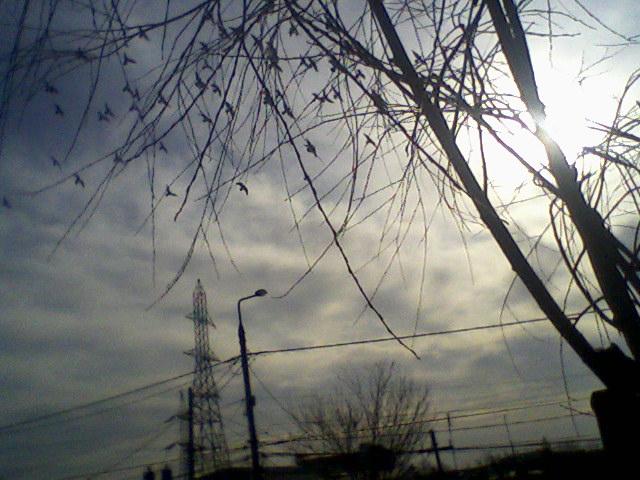 Fotografii-0054 - Porumbeii mei calatori