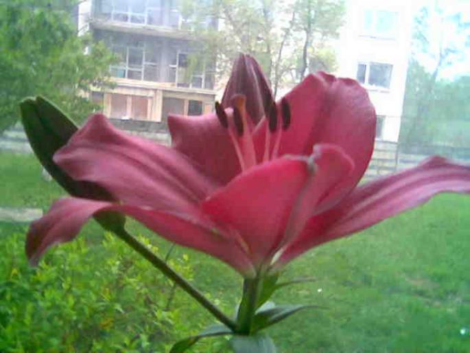 Lilium Candidum ciclam 2008