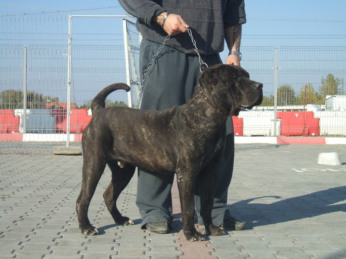 DSCF1969 - snoopyfightdogo  canario