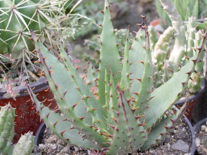 Aloe broomii