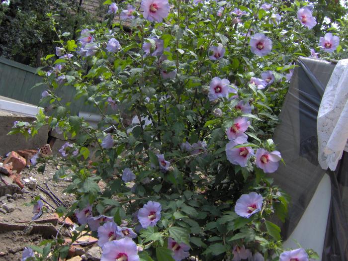 hibiscus in santier