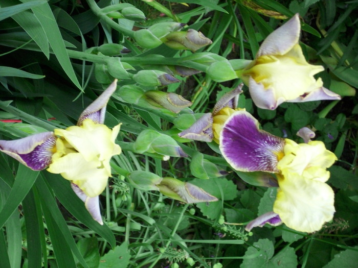 DSCI0143 - flori din gradina mea