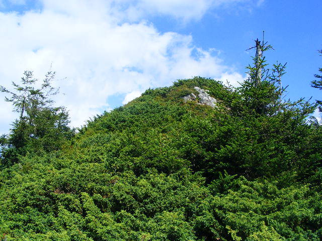 DSCF4387 - 2 august 2009 Traseu Suior Secatura Creasta Cocosului Gutaiul Doamnei  Vf Gutai