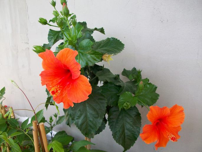 100_0373; hibiscus portocaliu
