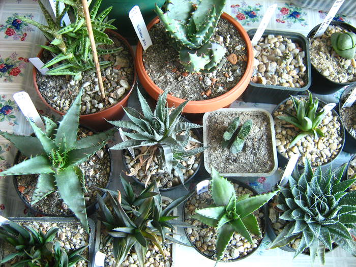 IMG_4479 - Cactusi 1 martie 2009