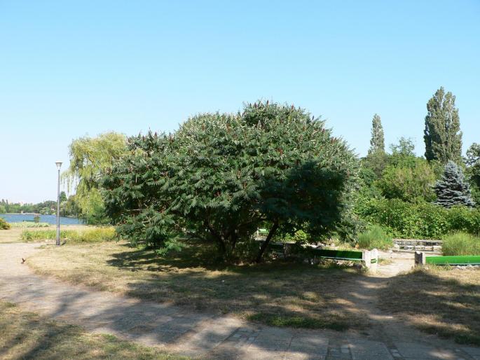 P1000110 - 2007 in plimbare prin herastrau