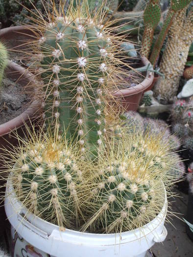 Pilosocereus aurisetus - colectia mea de cactusi